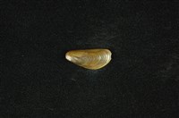 藏品(河殼菜蛤(沼蛤))的圖片